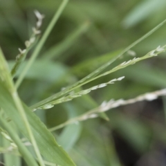 Ehrharta erecta (Panic Veldtgrass) at Michelago, NSW - 1 Dec 2018 by Illilanga