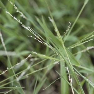 Ehrharta erecta at Michelago, NSW - 1 Dec 2018