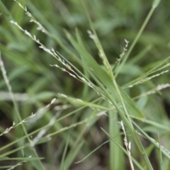 Ehrharta erecta at Michelago, NSW - 1 Dec 2018