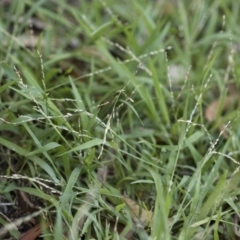 Ehrharta erecta at Michelago, NSW - 1 Dec 2018