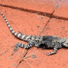 Amphibolurus muricatus (Jacky Lizard) at Wamboin, NSW - 22 Nov 2018 by Varanus