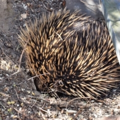 Tachyglossus aculeatus (Short-beaked Echidna) at Wamboin, NSW - 25 Oct 2018 by Varanus