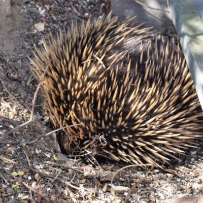 Tachyglossus aculeatus (Short-beaked Echidna) at Wamboin, NSW - 25 Oct 2018 by Varanus