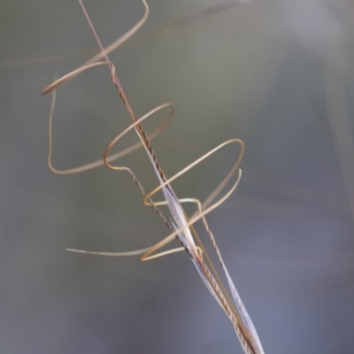 Austrostipa scabra subsp. falcata (Rough Spear-grass) at Illilanga & Baroona - 1 Dec 2018 by Illilanga