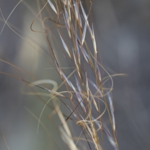 Austrostipa scabra subsp. falcata at Michelago, NSW - 1 Dec 2018