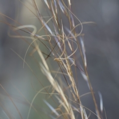 Austrostipa scabra subsp. falcata at Michelago, NSW - 1 Dec 2018