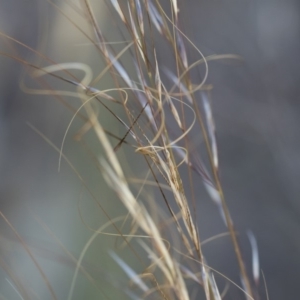 Austrostipa scabra subsp. falcata at Michelago, NSW - 1 Dec 2018