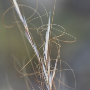 Austrostipa scabra subsp. falcata at Michelago, NSW - 1 Dec 2018