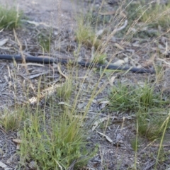 Austrostipa scabra subsp. falcata at Michelago, NSW - 1 Dec 2018 05:33 PM