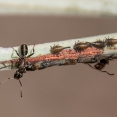 Rhytidoponera metallica (Greenhead ant) at Tidbinbilla Nature Reserve - 24 Nov 2018 by SWishart