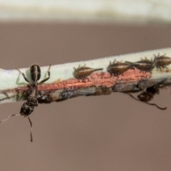 Rhytidoponera metallica (Greenhead ant) at Paddys River, ACT - 25 Nov 2018 by SWishart