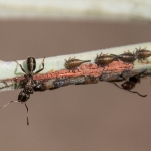 Rhytidoponera metallica at Paddys River, ACT - 25 Nov 2018