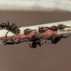 Rhytidoponera metallica at Paddys River, ACT - 25 Nov 2018