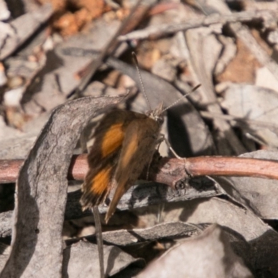 Paralucia aurifera (Bright Copper) at Paddys River, ACT - 25 Nov 2018 by SWishart