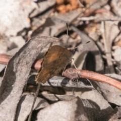 Paralucia aurifera at Paddys River, ACT - 25 Nov 2018 10:33 AM