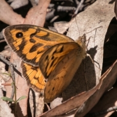 Heteronympha merope (Common Brown Butterfly) at Paddys River, ACT - 25 Nov 2018 by SWishart