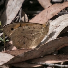 Heteronympha merope at Paddys River, ACT - 25 Nov 2018 10:36 AM