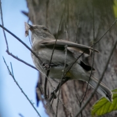 Pachycephala pectoralis (Golden Whistler) at Paddys River, ACT - 24 Nov 2018 by SWishart