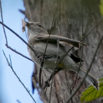 Pachycephala pectoralis (Golden Whistler) at Tidbinbilla Nature Reserve - 24 Nov 2018 by SWishart