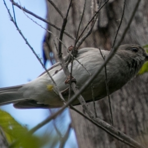 Pachycephala pectoralis at Paddys River, ACT - 25 Nov 2018