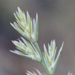 Lolium perenne (Perennial Ryegrass) at Michelago, NSW - 1 Dec 2018 by Illilanga