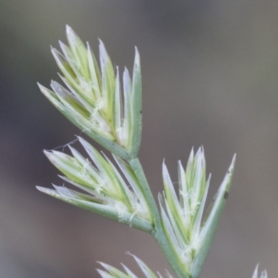 Lolium perenne (Perennial Ryegrass) at Michelago, NSW - 1 Dec 2018 by Illilanga