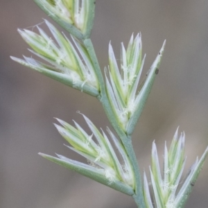 Lolium perenne at Michelago, NSW - 1 Dec 2018