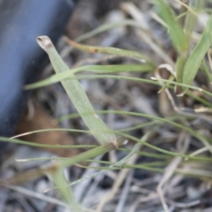 Lolium perenne at Michelago, NSW - 1 Dec 2018