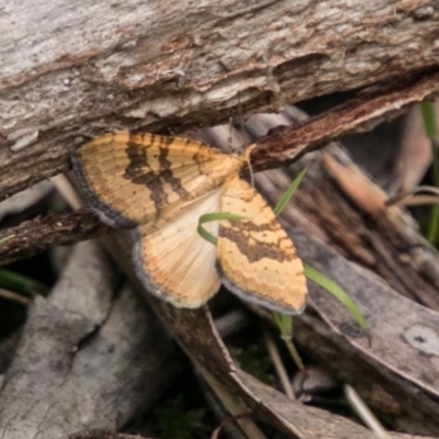 Chrysolarentia correlata (Yellow Carpet) at Paddys River, ACT - 25 Nov 2018 by SWishart