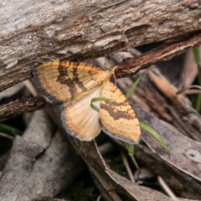 Chrysolarentia correlata (Yellow Carpet) at Paddys River, ACT - 24 Nov 2018 by SWishart