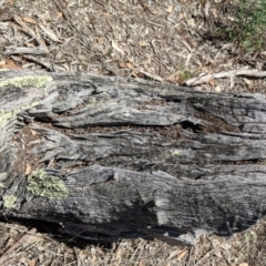 Papyrius nitidus at Hughes, ACT - 1 Dec 2018