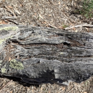 Papyrius nitidus at Hughes, ACT - suppressed