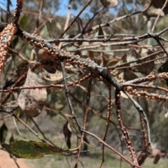 Papyrius nitidus at Hughes, ACT - suppressed