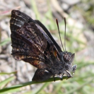 Ogyris abrota at Kambah, ACT - 2 Dec 2018 10:54 AM