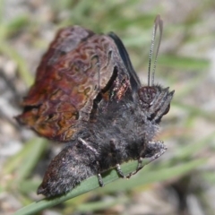 Ogyris abrota at Kambah, ACT - 2 Dec 2018 10:54 AM