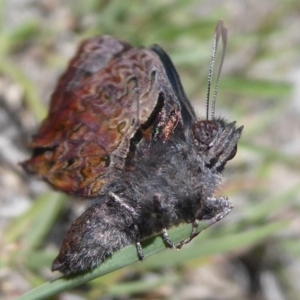 Ogyris abrota at Kambah, ACT - 2 Dec 2018 10:54 AM