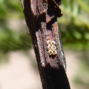 Jalmenus icilius at Chifley, ACT - 2 Dec 2018