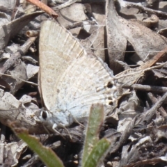 Jalmenus icilius at Chifley, ACT - 2 Dec 2018