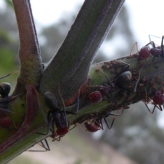 Iridomyrmex purpureus (Meat Ant) at Chifley, ACT - 2 Dec 2018 by Christine
