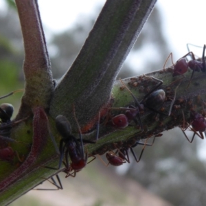 Iridomyrmex purpureus at Chifley, ACT - 2 Dec 2018 09:46 AM