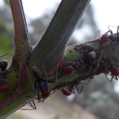 Iridomyrmex purpureus (Meat Ant) at Chifley, ACT - 1 Dec 2018 by Christine