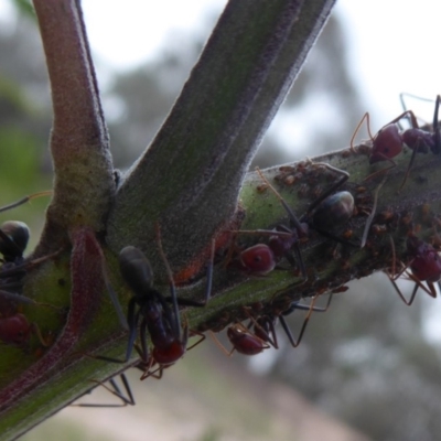 Iridomyrmex purpureus (Meat Ant) at Chifley, ACT - 2 Dec 2018 by Christine