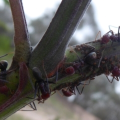 Iridomyrmex purpureus (Meat Ant) at Mount Taylor - 1 Dec 2018 by Christine