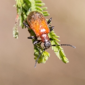 Ecnolagria grandis at Paddys River, ACT - 25 Nov 2018 11:12 AM