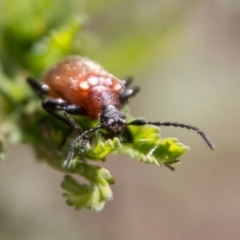 Ecnolagria grandis at Paddys River, ACT - 25 Nov 2018 11:12 AM