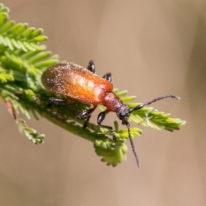 Ecnolagria grandis at Paddys River, ACT - 25 Nov 2018 11:12 AM