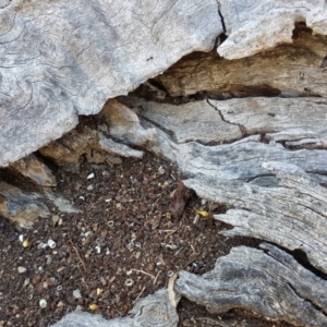 Papyrius nitidus at O'Malley, ACT - suppressed