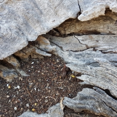 Papyrius nitidus (Shining Coconut Ant) at Mount Mugga Mugga - 2 Dec 2018 by Mike