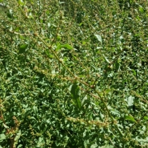 Rumex conglomeratus at O'Malley, ACT - 2 Dec 2018 03:46 PM