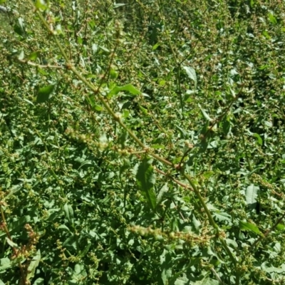 Rumex conglomeratus (Clustered Dock) at Mount Mugga Mugga - 2 Dec 2018 by Mike